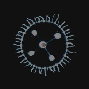 Luedji Luna - Um mar pra cada um (LP)